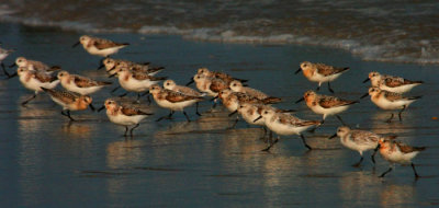 Sanderlings