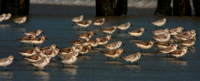 Sanderlings