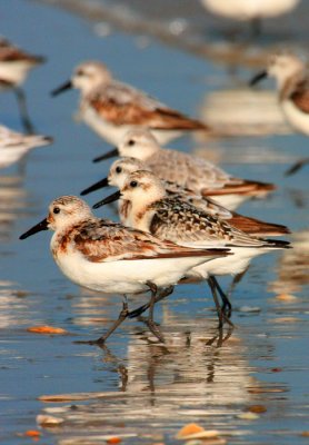 Sanderlings
