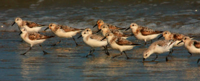 Sanderlings