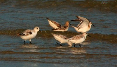 Sanderlings