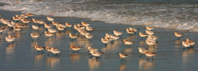 Sanderlings