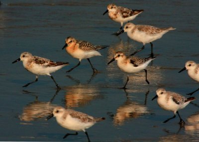 Sanderlings