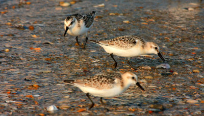 Sanderlings