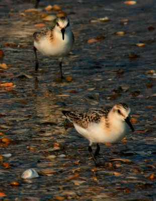 Sanderlings