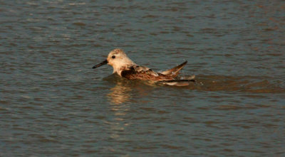 Sanderlings