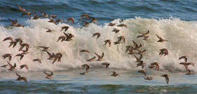 Sanderlings