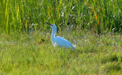 Snowy Egret