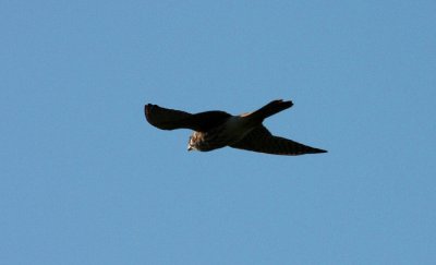 Peregrine Falcon