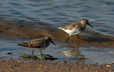 Sanderlings