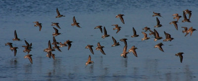 Sanderlings