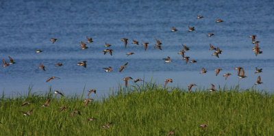 Sanderlings
