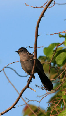 Northern Mockingbird