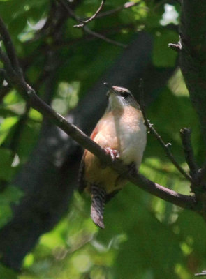 Northern Mockingbird