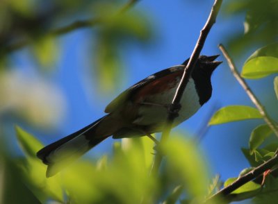 Eastern Towhee