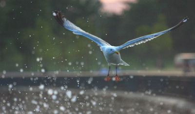 Herring Gull