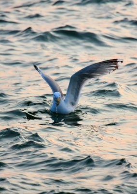 Herring Gull