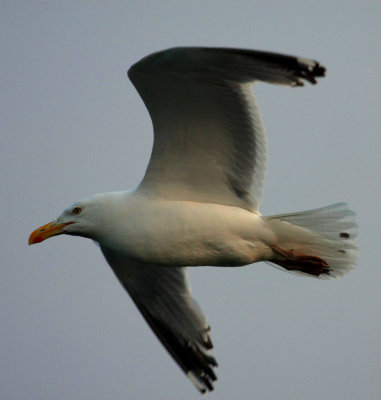 Herring Gull