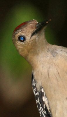Red-bellied Woodpecker (Northern), Juvenile