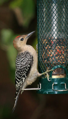 Red-bellied Woodpecker (Northern), Juvenile