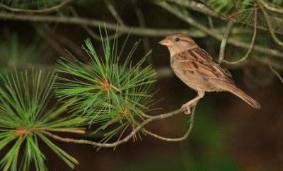 House Sparrow