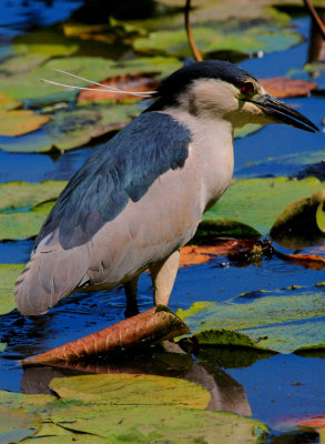 Black-crowned Night Heron