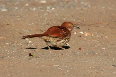 Brown Thrasher