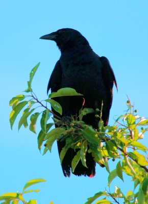 American Crow