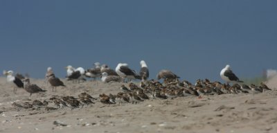 Sanderlings & various Gulls