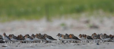Sanderlings