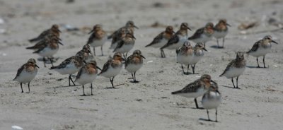 Sanderlings