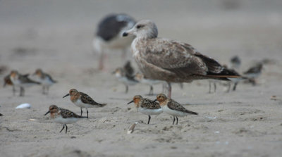 Sanderlings & Ring-billed Gull