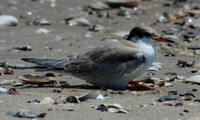 Common Tern