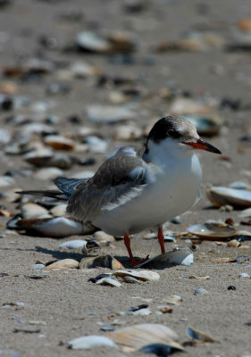 Common Tern