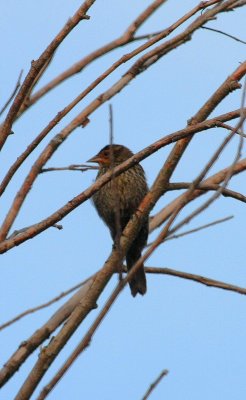 Red-winged Blackbird, female