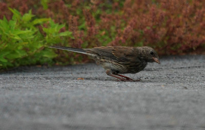 Song Sparrow