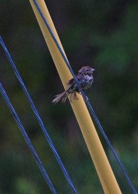 Probable Song Sparrow