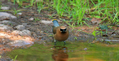 Cedar Waxwing