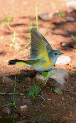 Birds of the Catskill Mountains, NY, 2010