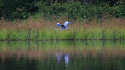 Great Blue Heron