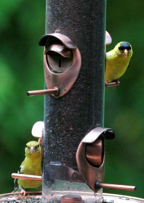 American Goldfinch, Indian Trails, PA, August 2010