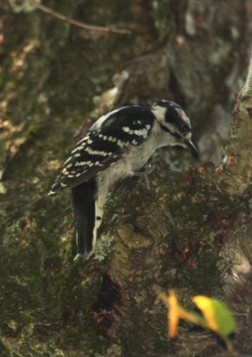 Hairy Woodpecker (Eastern), Female