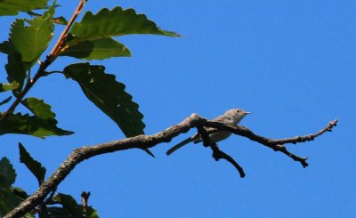 Blue-gray Gnatcatcher