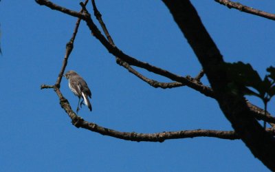 Blue-gray Gnatcatcher