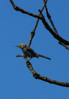 Blue-gray Gnatcatcher