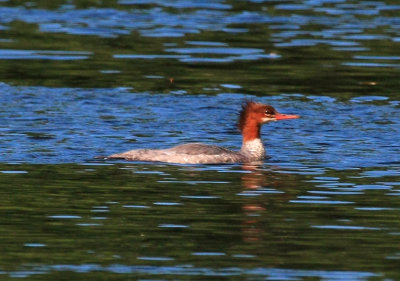 Common Merganser, Dingman's Ferry, PA, August 2010