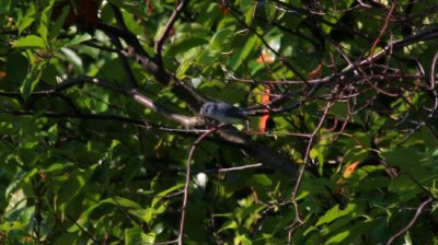 Blue-gray Gnatcatcher