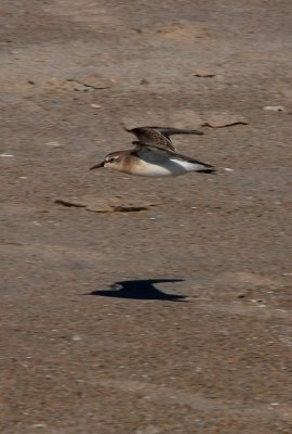 Sanderling
