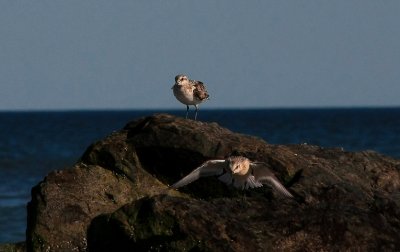 Sanderlings