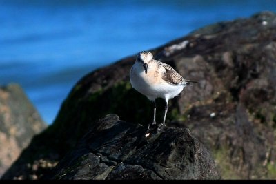 Sanderling